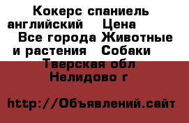 Кокерс спаниель английский  › Цена ­ 4 500 - Все города Животные и растения » Собаки   . Тверская обл.,Нелидово г.